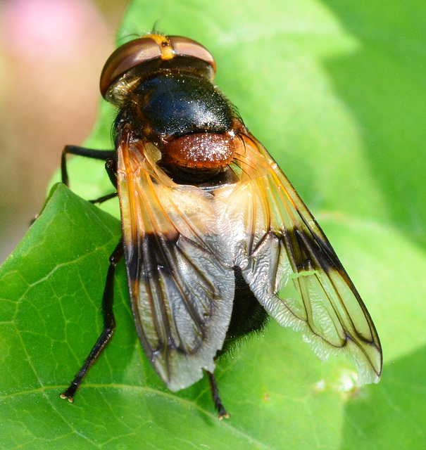 Hoverfly....Volucella pellucens