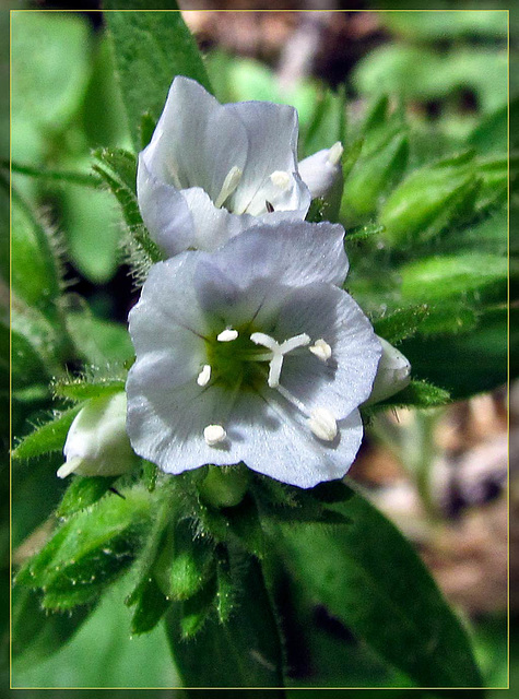 Little White Flowers