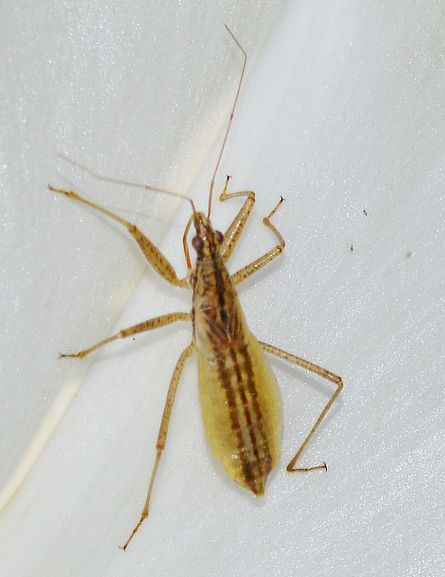 Marsh Damsel Bug. Nabis limbatus