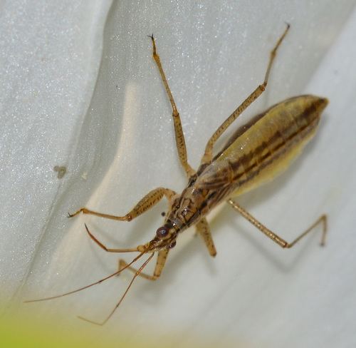 Marsh Damsel Bug. Nabis limbatus