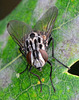 Fly. Graphomyia maculata