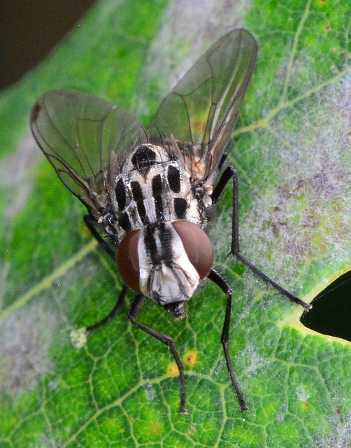 Fly. Graphomyia maculata
