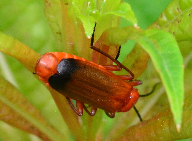 Soldier Beetle. Rhagonhycha fulva