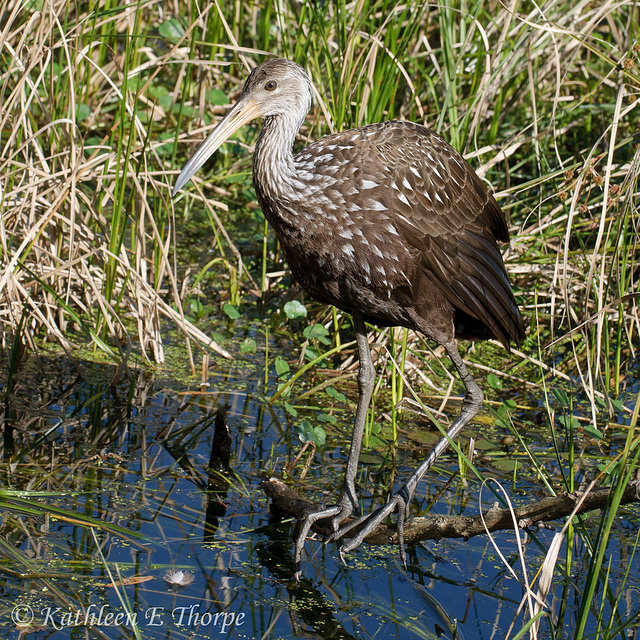 Limpkin 012114-2