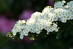 Bridalwreath Spirea (Spirea planifolia)