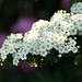 Bridalwreath Spirea (Spirea planifolia)