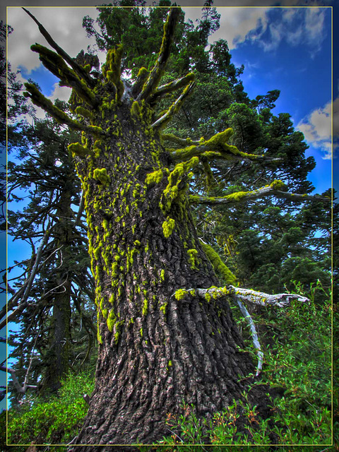 Mossy Tree