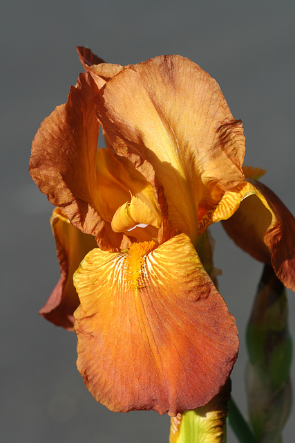 Iris germanica Hybrid