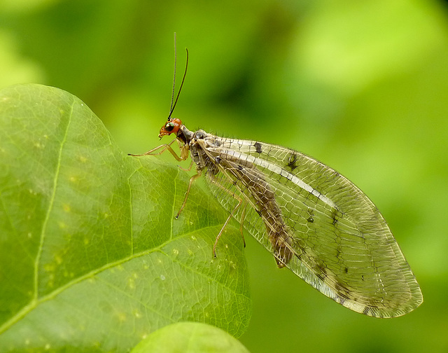 Giant Lacewing