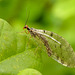 Giant Lacewing
