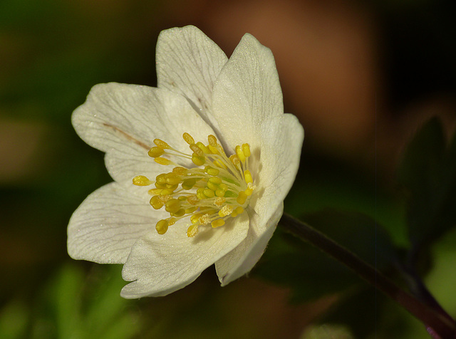 Wood Anemone