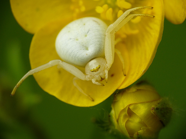 Crab Spider