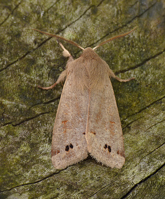 Twin-spotted Quaker