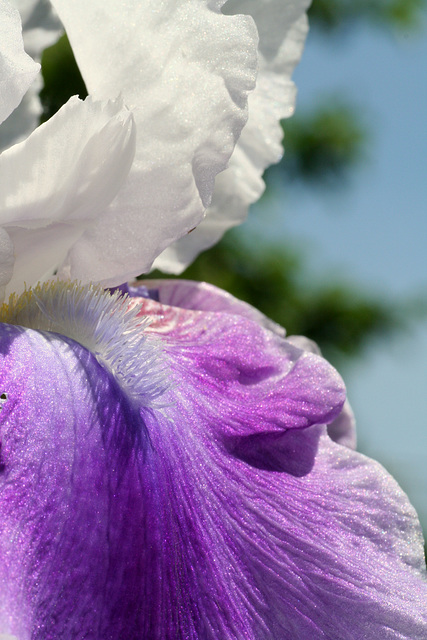 Bearded Iris (Iris germanica) Macro