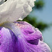 Bearded Iris (Iris germanica) Macro