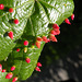 Insect Galls on Maple Leaf