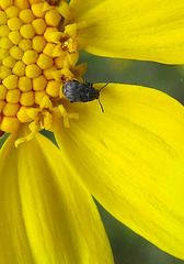 blackmottledbeetleonyellowflower