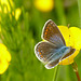 Common Blue Butterfly Female
