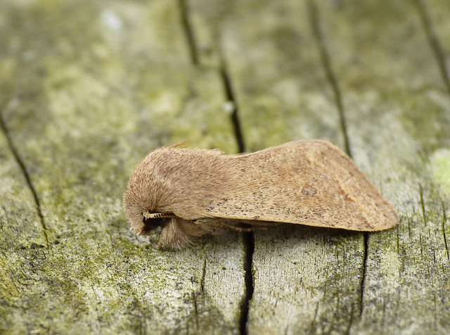 Small Quaker