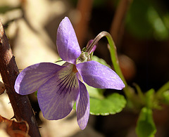 Early dog-violet