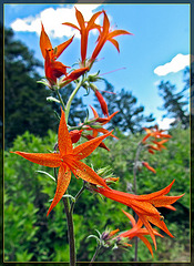 Skyrockets, aka Scarlet Gilia