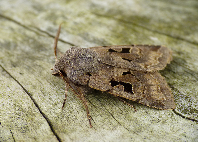 Hebrew Character