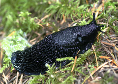 Black Slug (Arion ater)