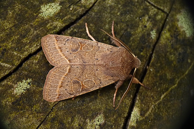 Common Quaker