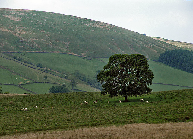 Lonely tree with sheep