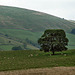 Lonely tree with sheep