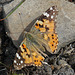 Painted Lady