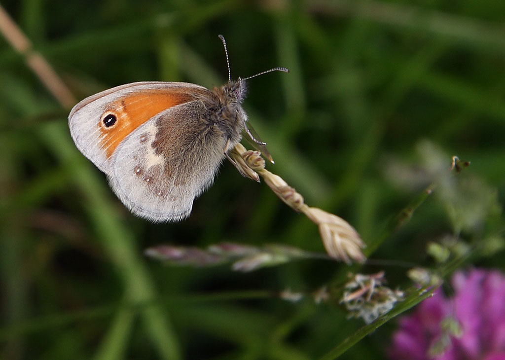 Small Heath