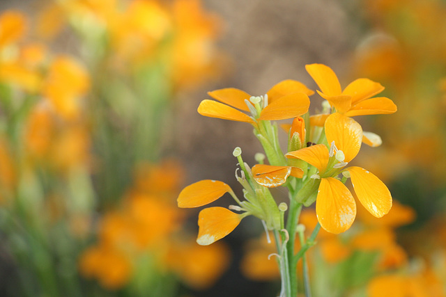Wallflower Wallflower