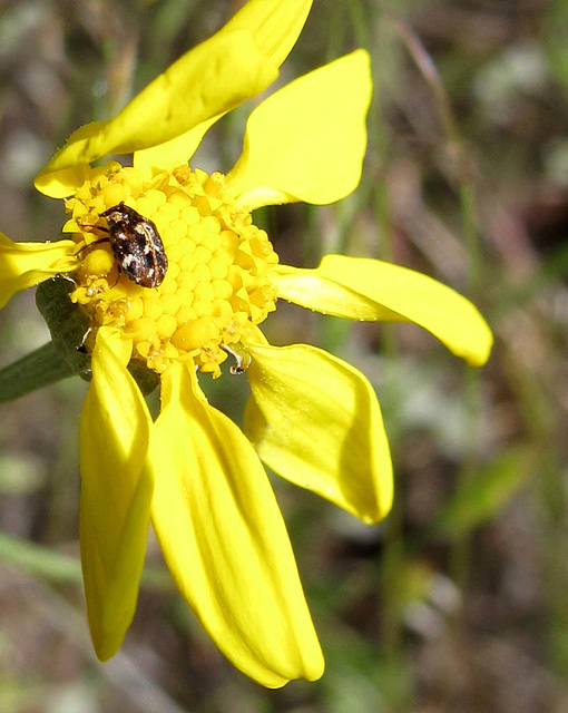 Carpet Beetle on Oregon Sunshine