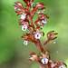 Western Spotted Coralroot (Corallorrhiza maculata var. occidentalis)