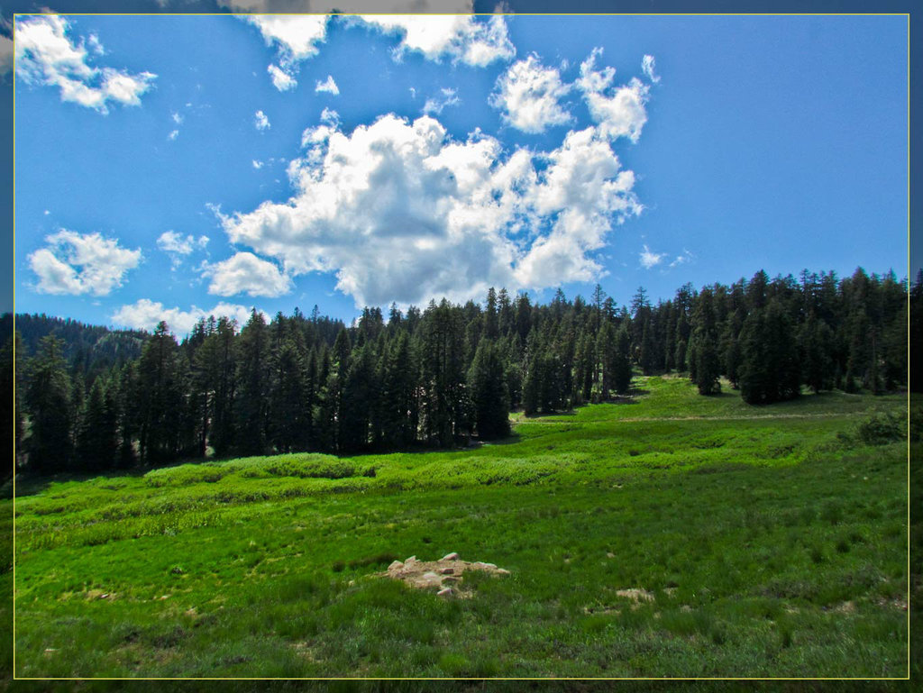 Pristine Meadow