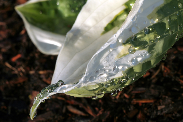 Hosta Leaf, Early Morning Light and Dew