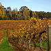 Barossa Valley Vineyards