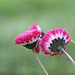 English Daisy (Bellis perennis)