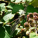 Migrant Hawker -Side