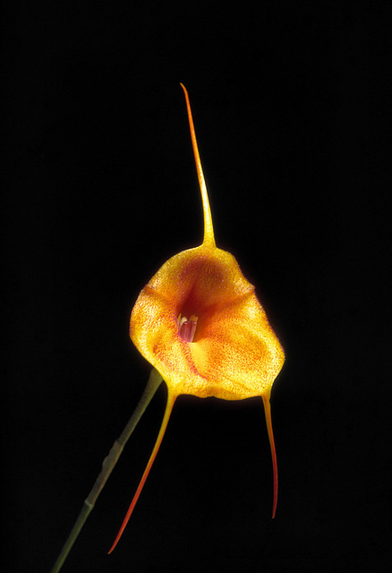 Masdevallia Angel Glow 'Jennifer'