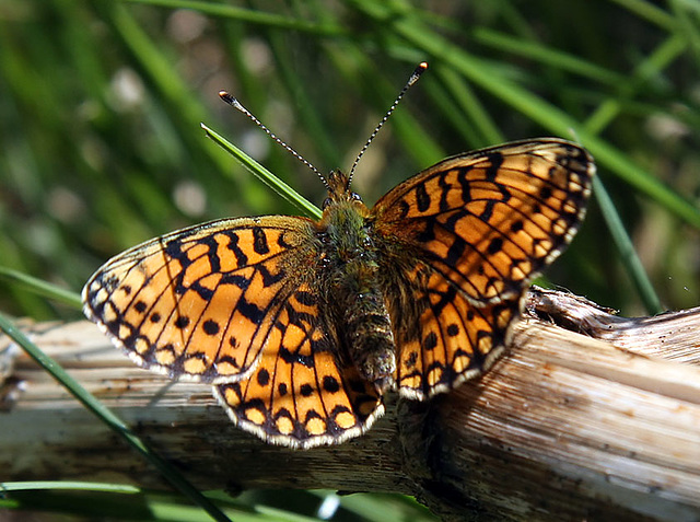 Small Pearl-bordered Fritillary