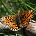 Small Pearl-bordered Fritillary