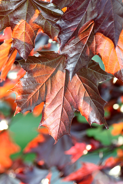 Purple Norway Maple Leaves in Morning Sunlight (Acer platanoides nigrum)