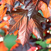 Purple Norway Maple Leaves in Morning Sunlight (Acer platanoides nigrum)