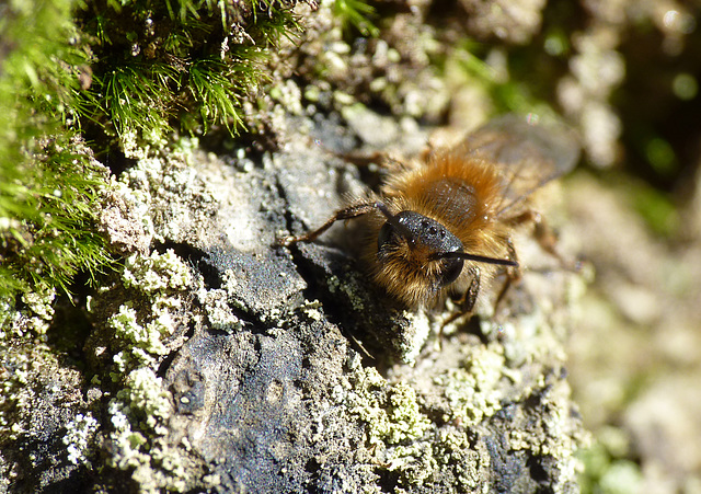 Red Mason Bee