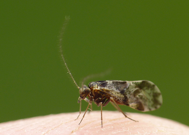 Tiny Caddisfly