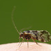 Tiny Caddisfly