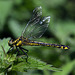 Common Clubtail