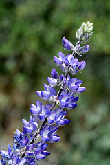 Stony-ground Lupine (Lupinus saxosus)